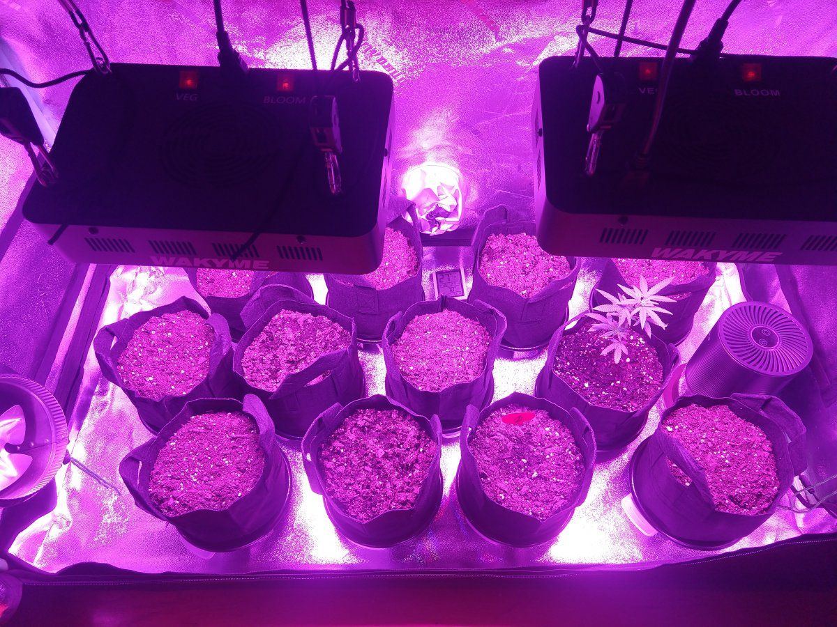 My second and third grows   haterade blueberry muffin