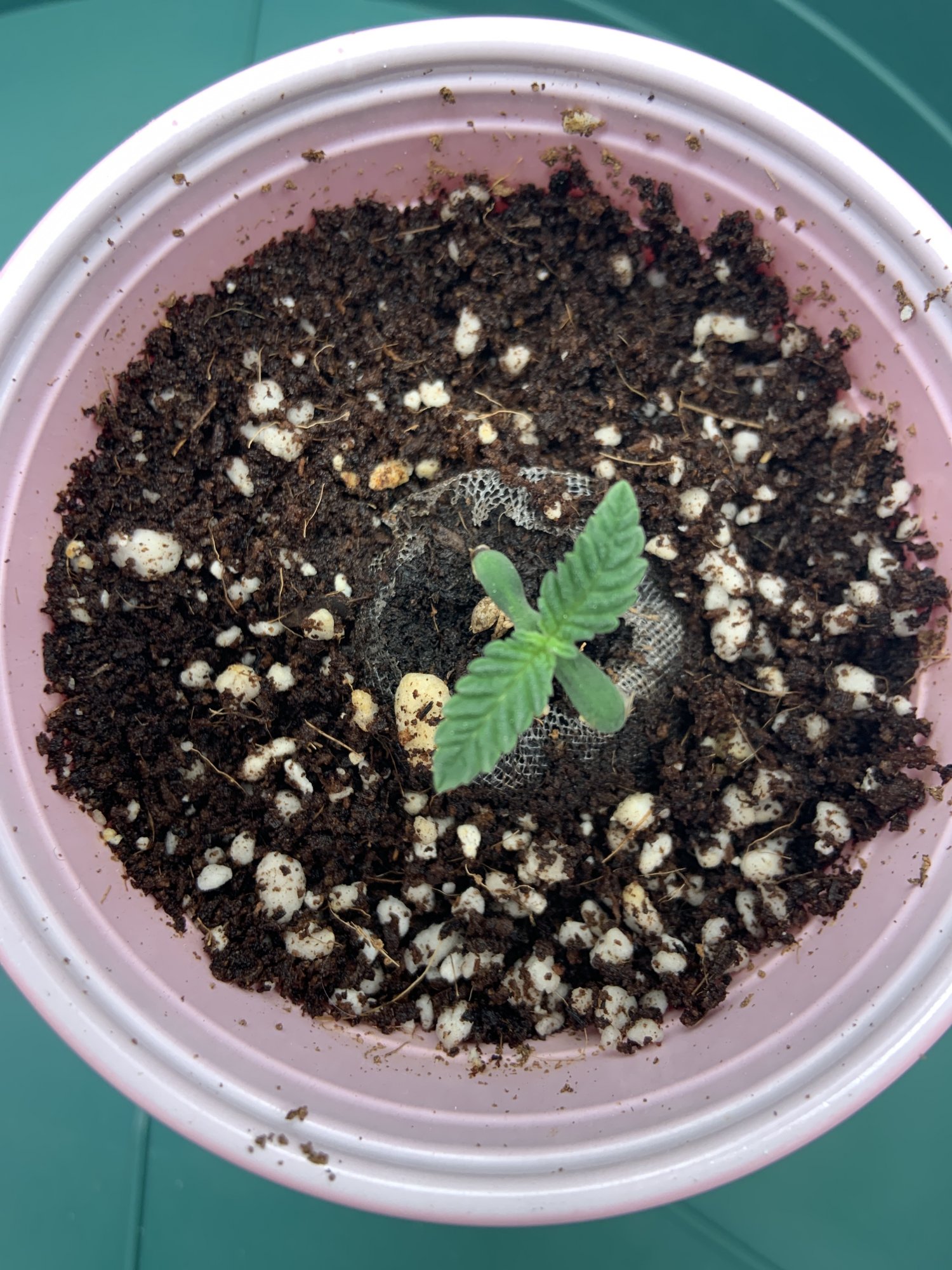 My second grow coco 2