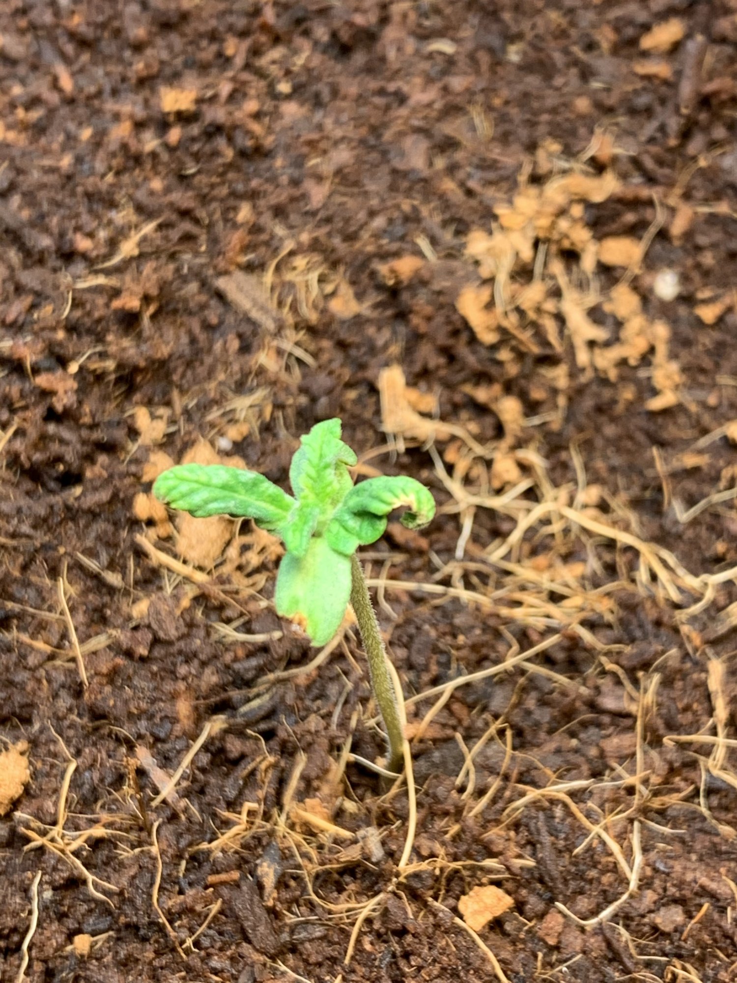 My second grow in coco under cfl white widow x big bud
