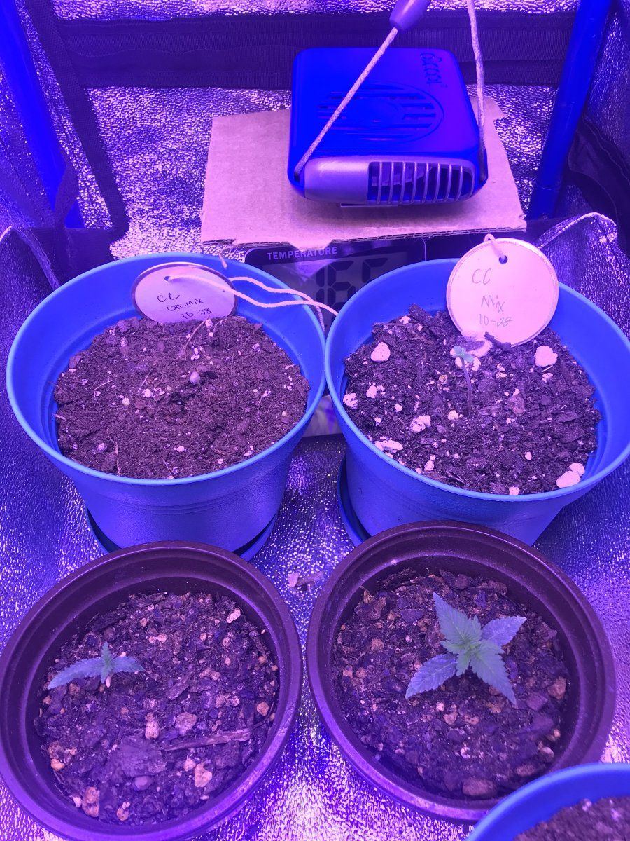 My second grow tips and pointers 2