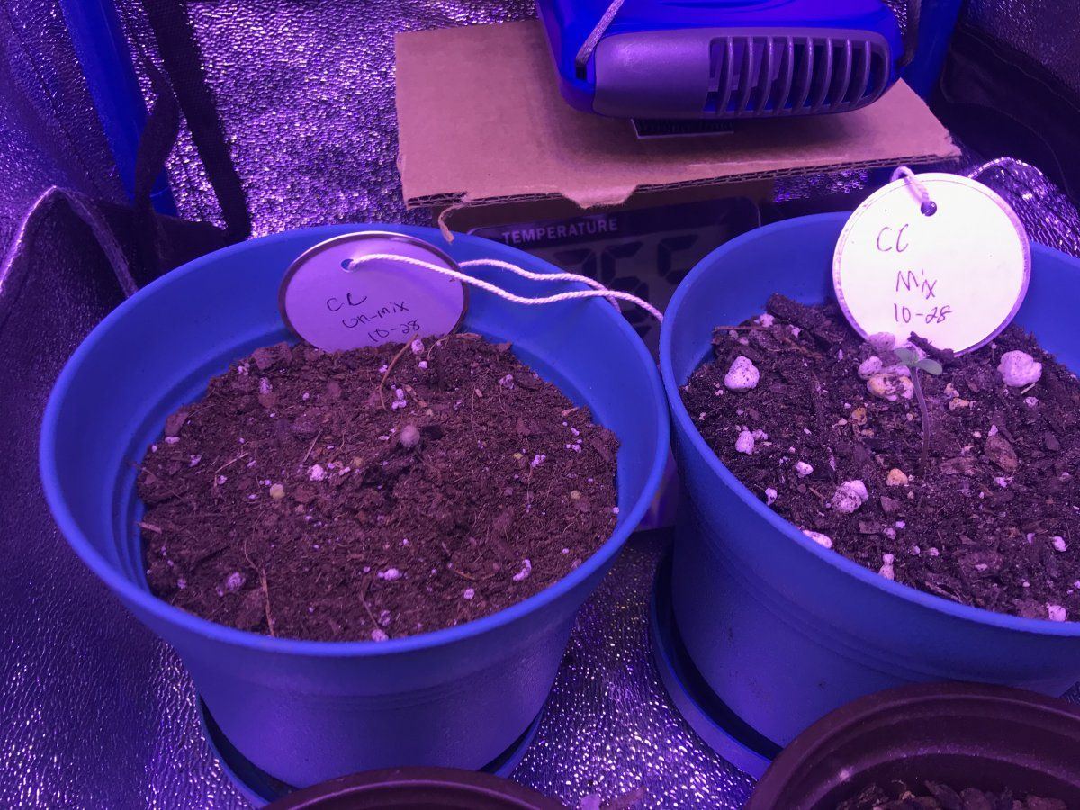 My second grow tips and pointers 3