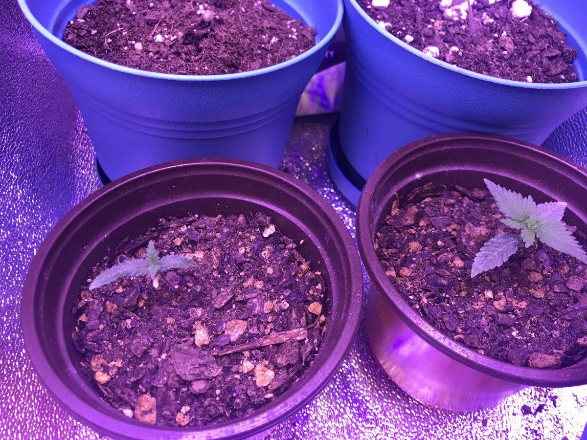 My second grow tips and pointers 4