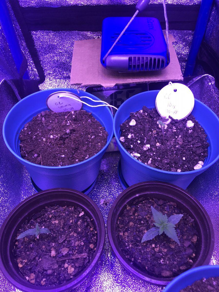 My second grow tips and pointers