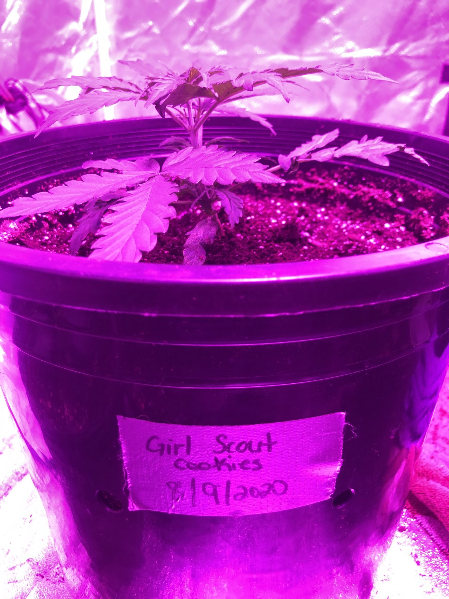My second try at a indoor grow girl scout cookie auto 2