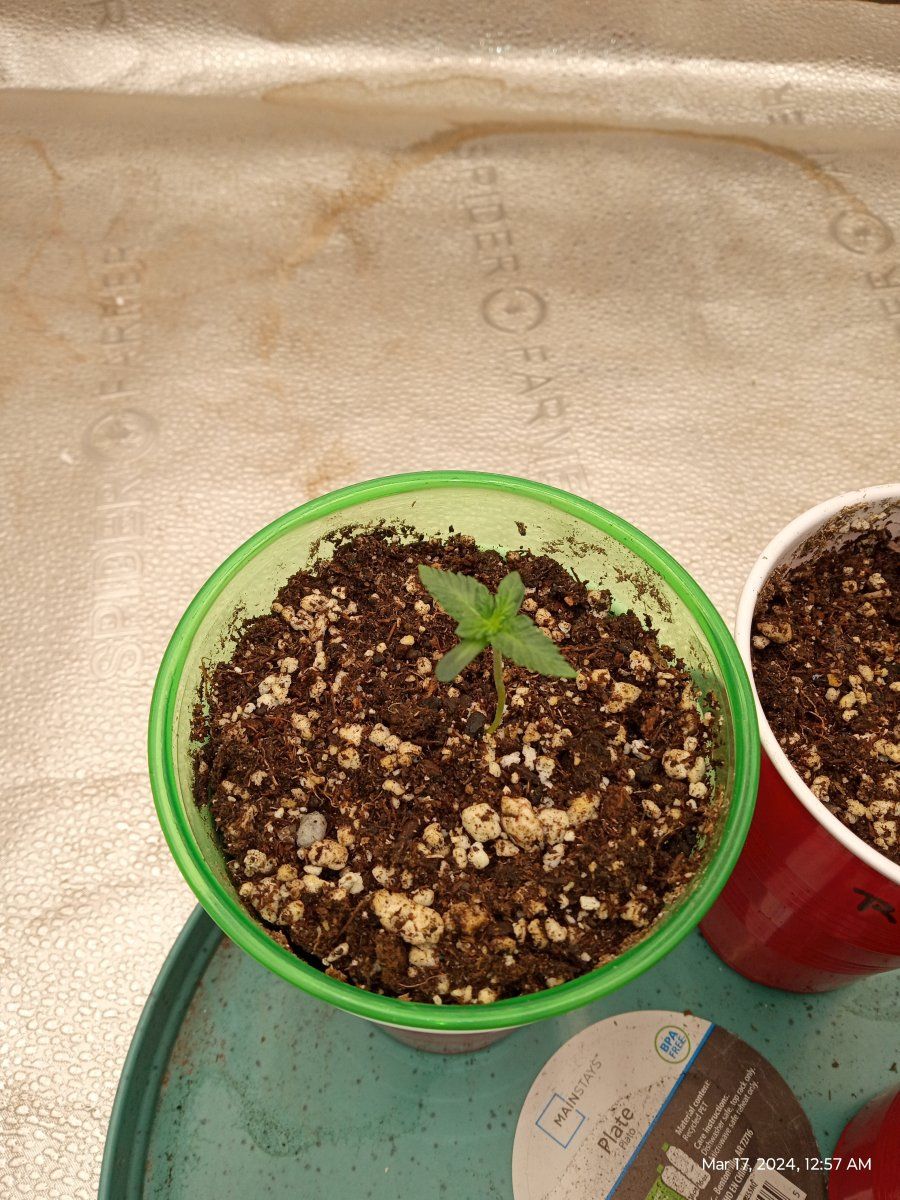 My seedling are not growing