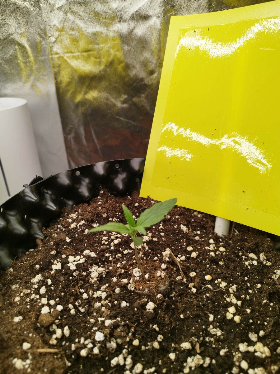 My seedling has fallen over 3