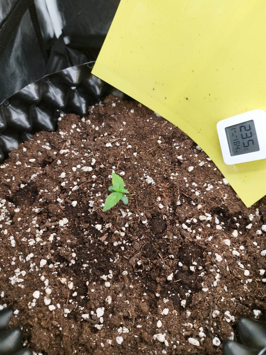 My seedling has fallen over 4