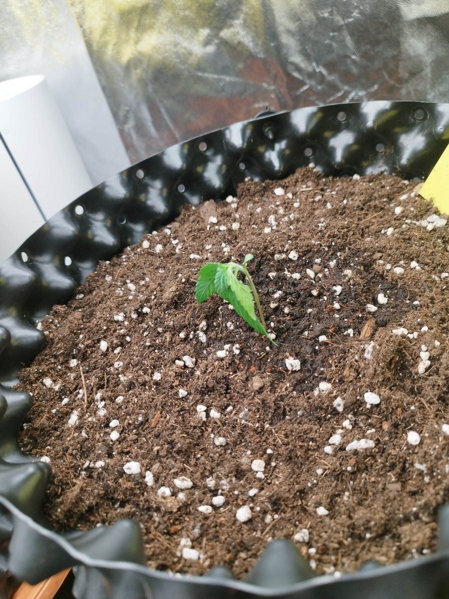 My seedling has fallen over 5