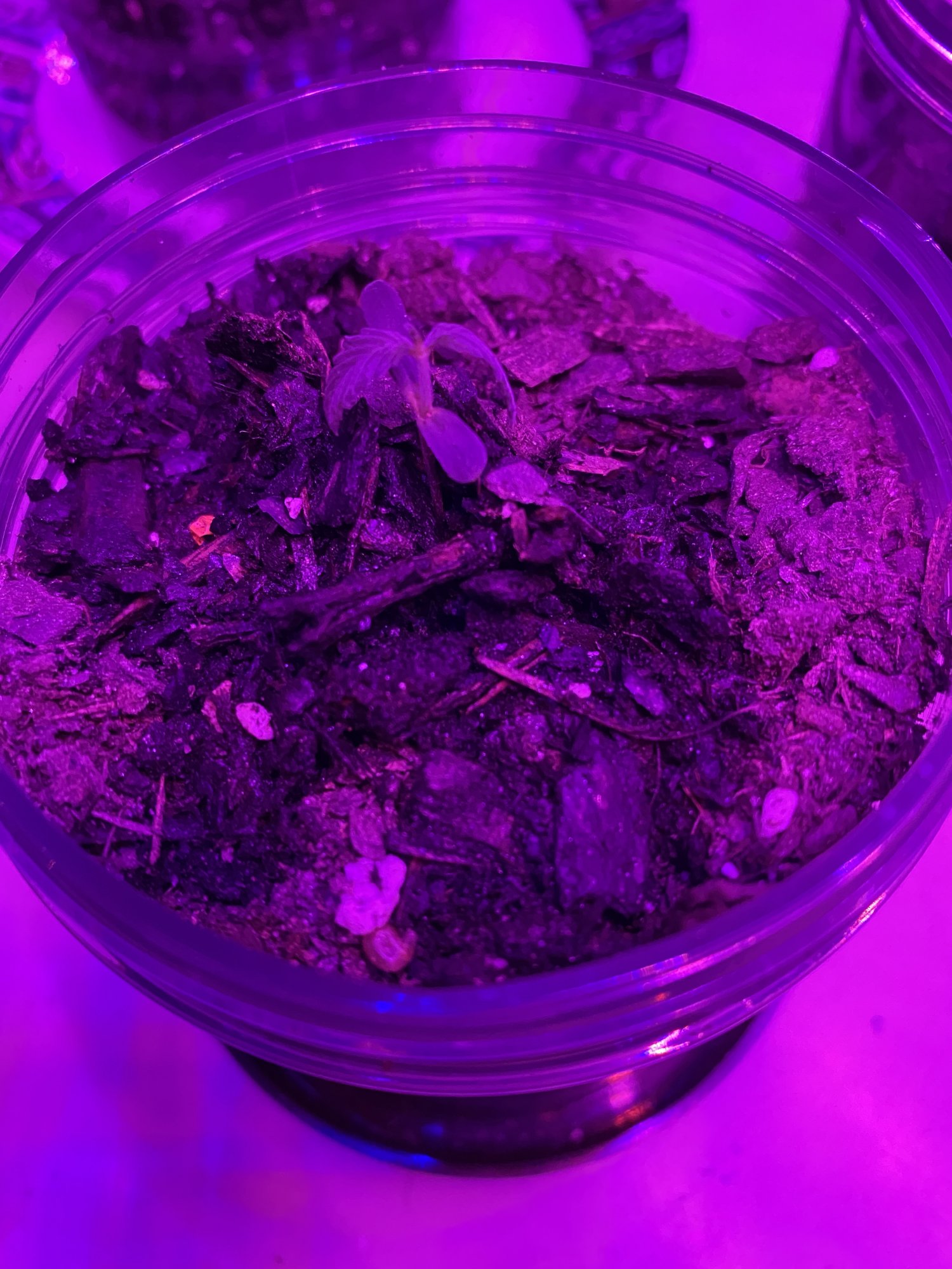 My seedling looks like its dying  any ideas why 2