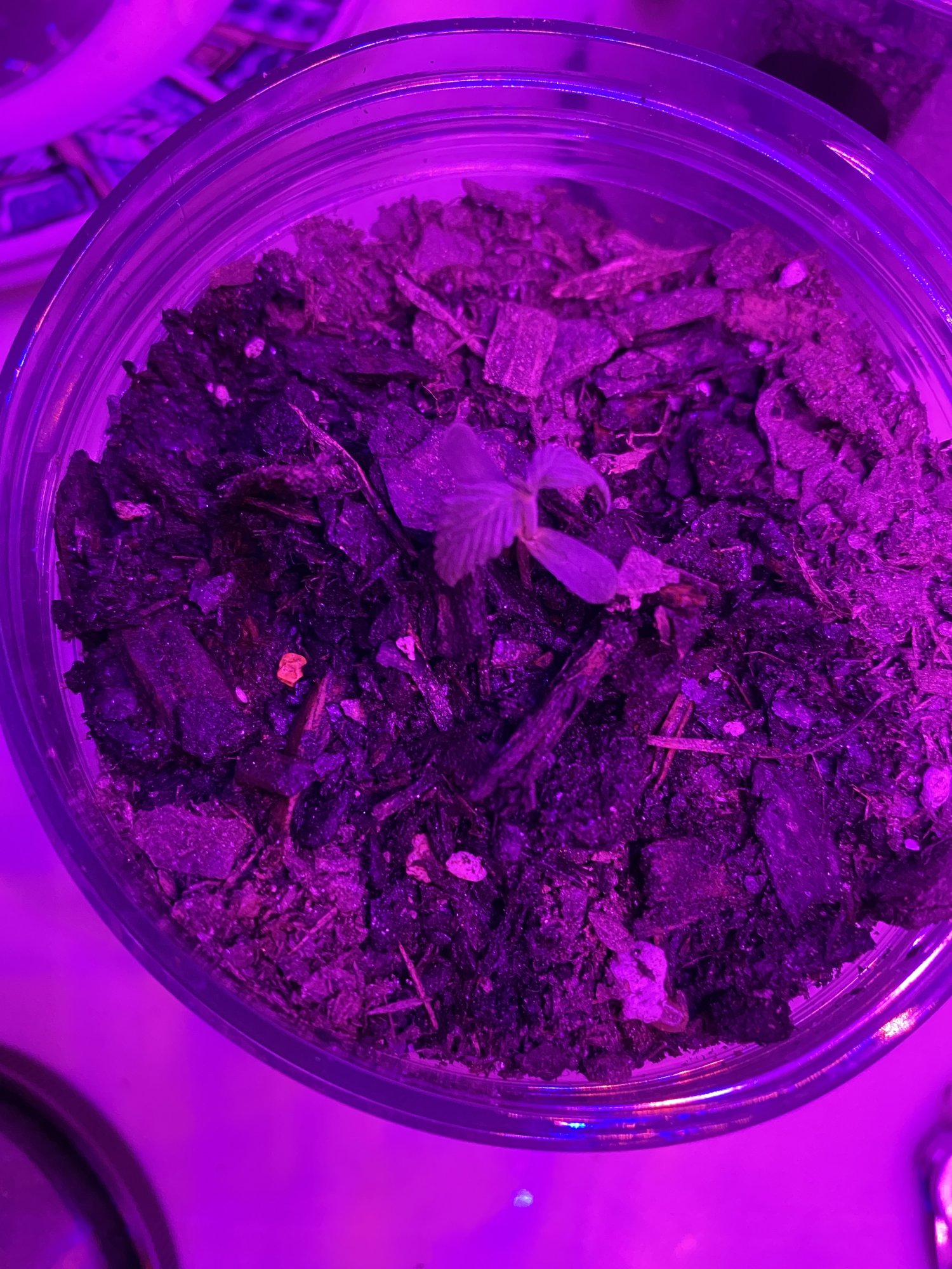 My seedling looks like its dying  any ideas why 4