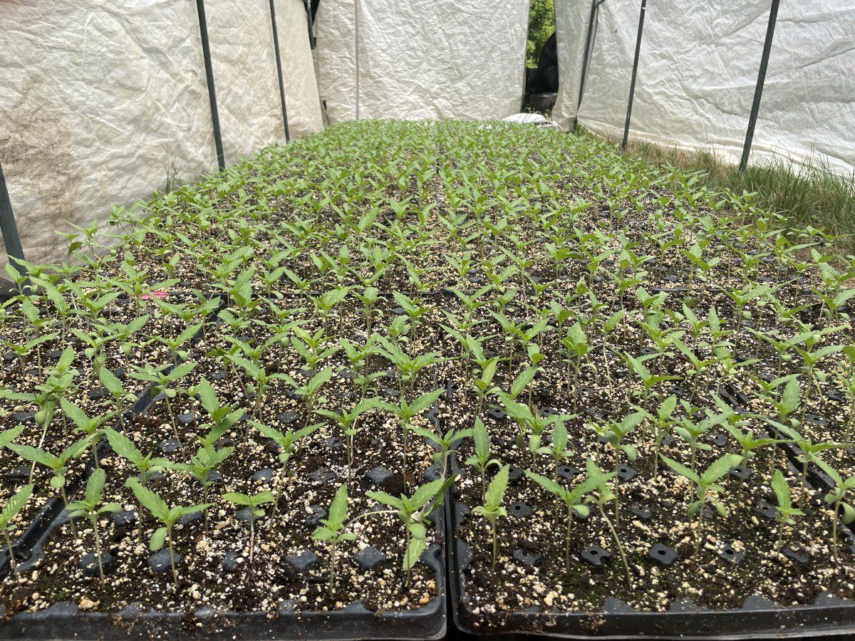 My seedling startsadvices and tips