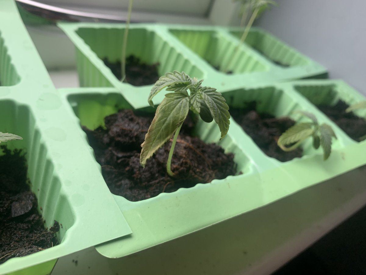 My seedlings are stressed suspected nute burn 3