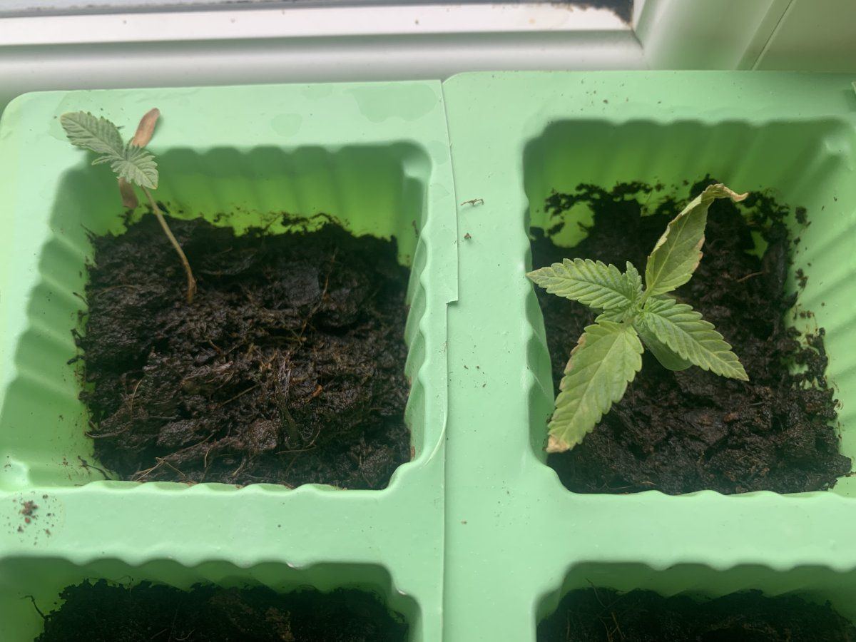 My seedlings are stressed suspected nute burn 4