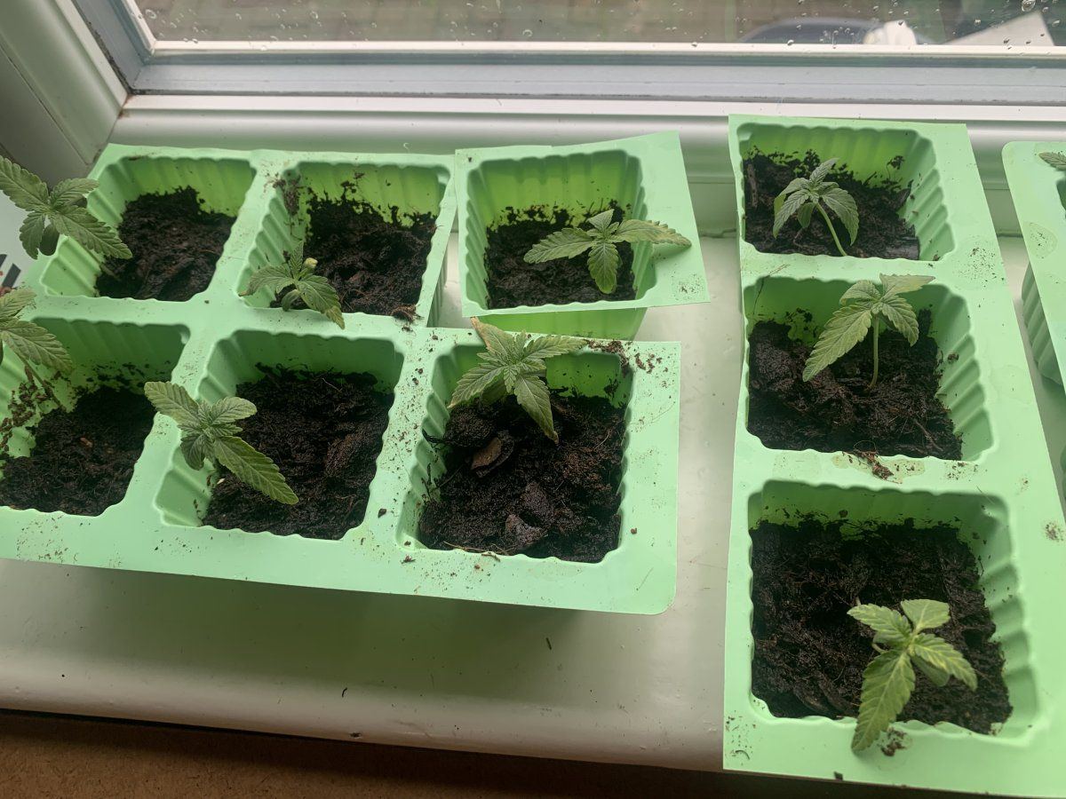 My seedlings are stressed suspected nute burn 6