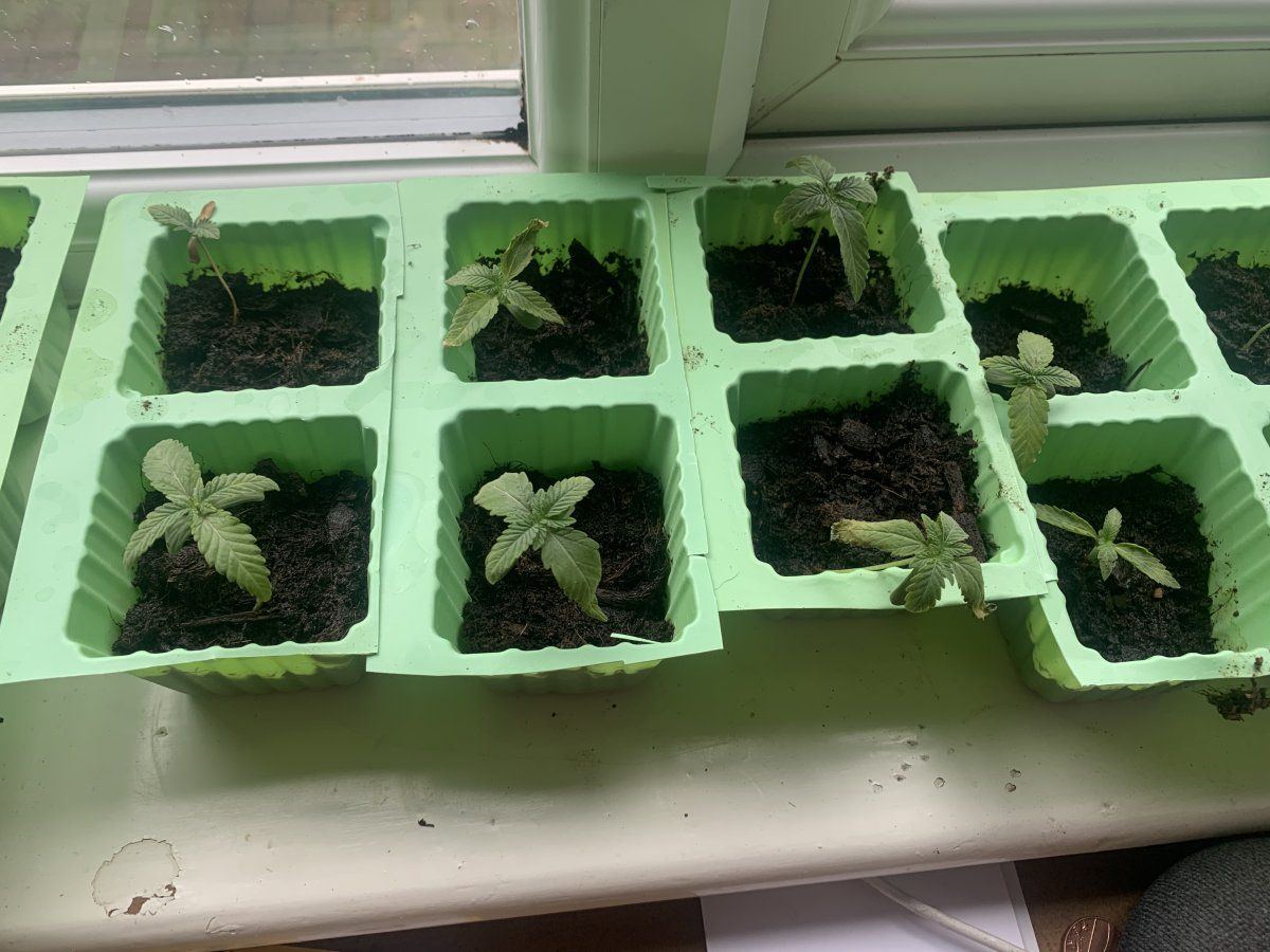 My seedlings are stressed suspected nute burn 7