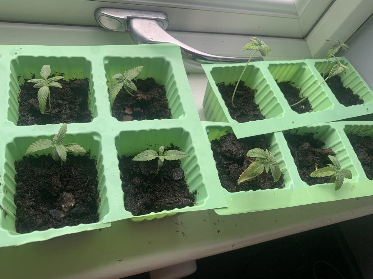 My seedlings are stressed suspected nute burn 8