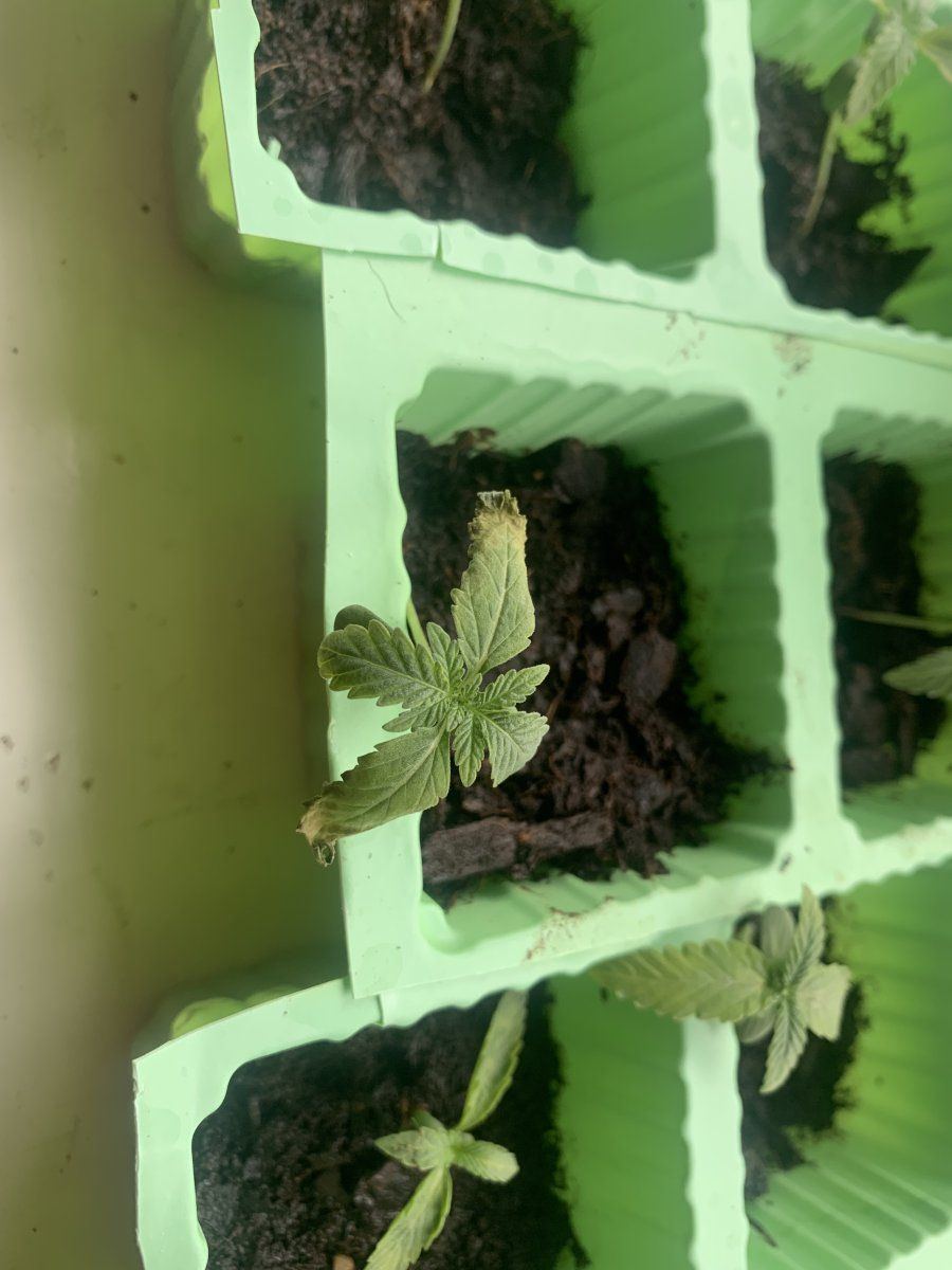 My seedlings are stressed suspected nute burn