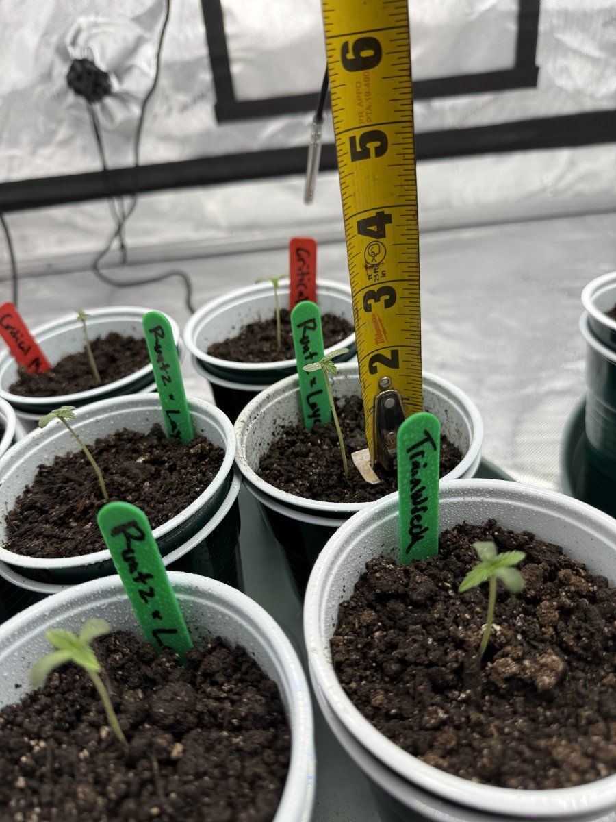 My seedlings are stretching concerning 3