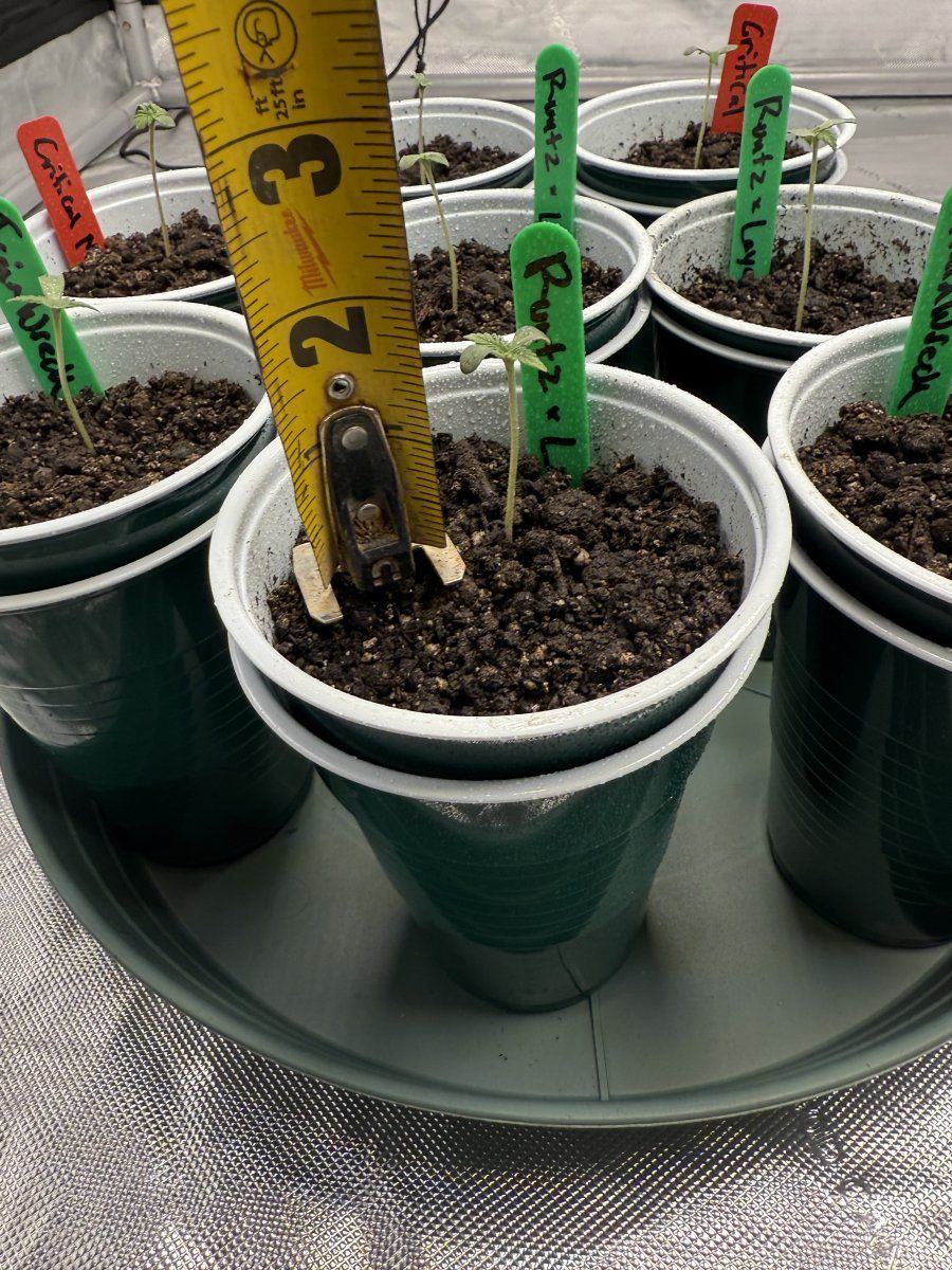 My seedlings are stretching concerning 4
