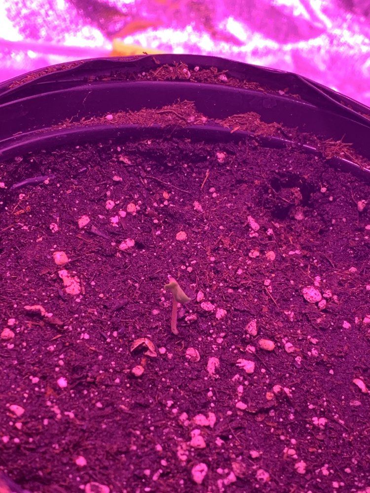 My seedlings dont look right help 2