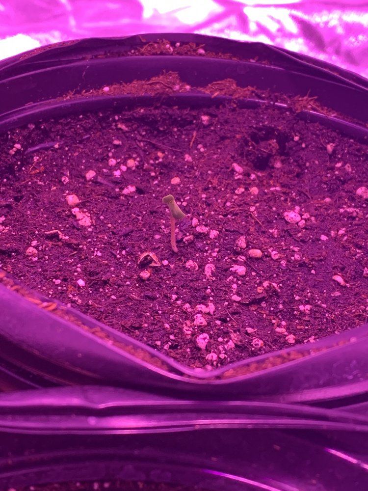 My seedlings dont look right help 3