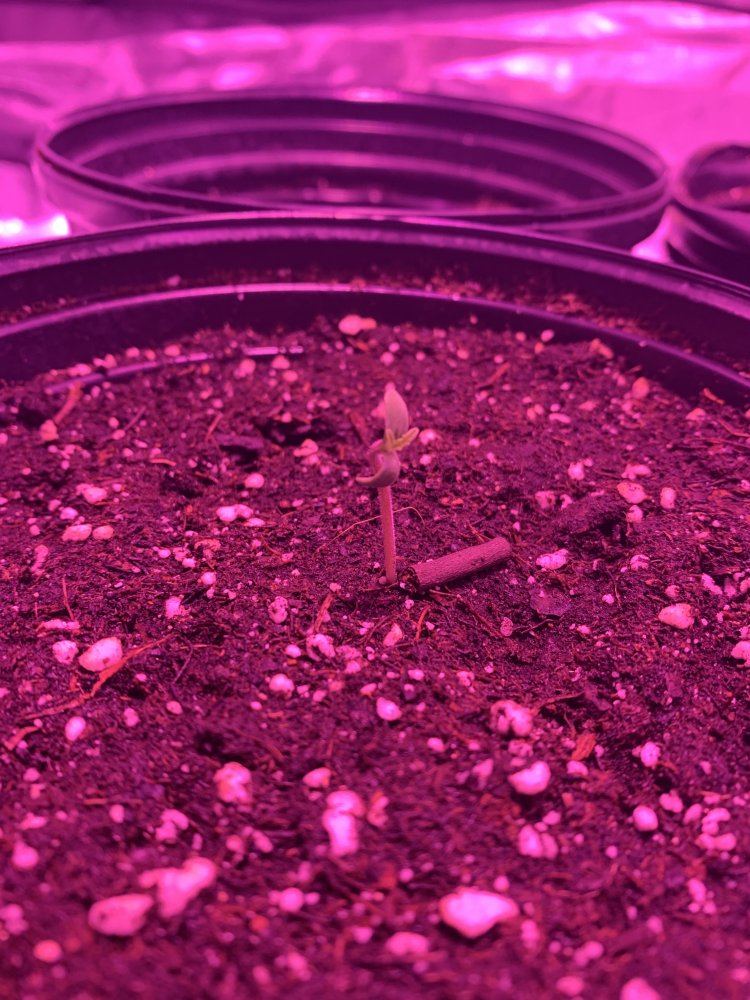 My seedlings dont look right help