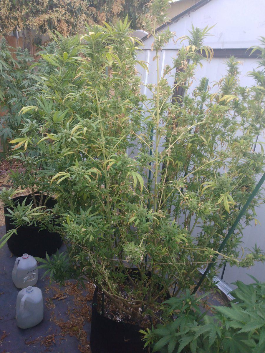 My  six ft plant looks bad