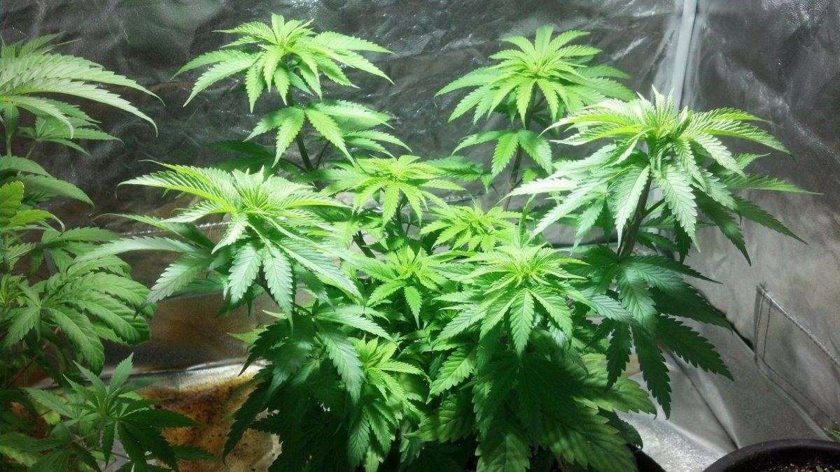 My small indoor grow