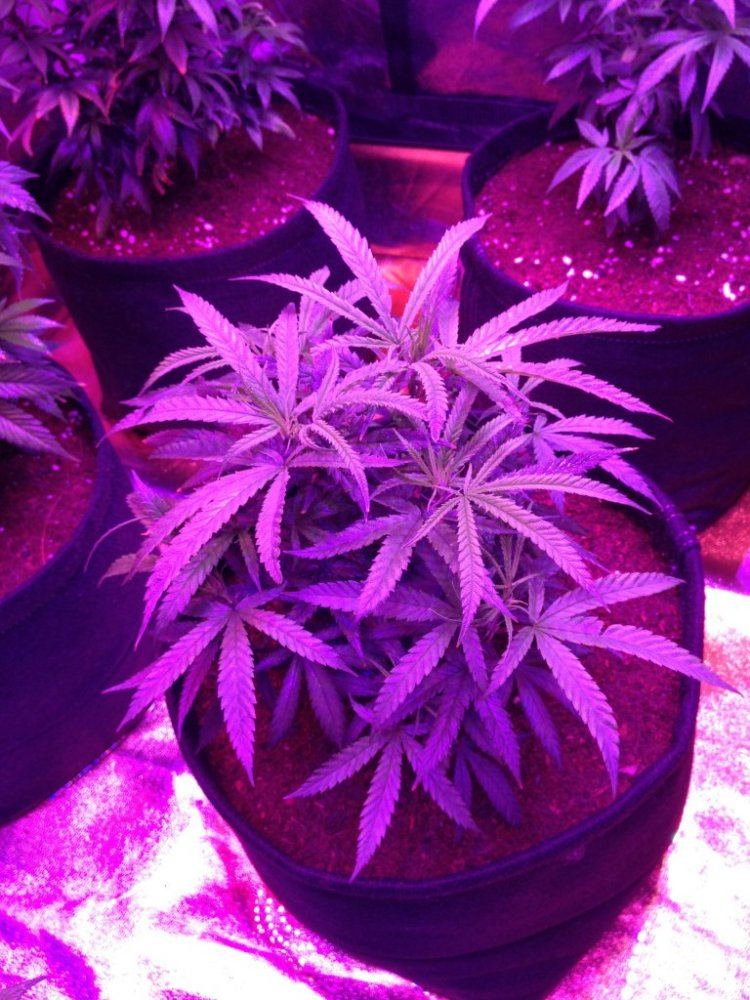 My testers pics and autos 006