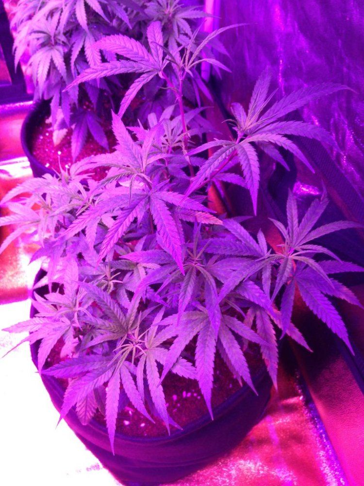 My testers pics and autos 007