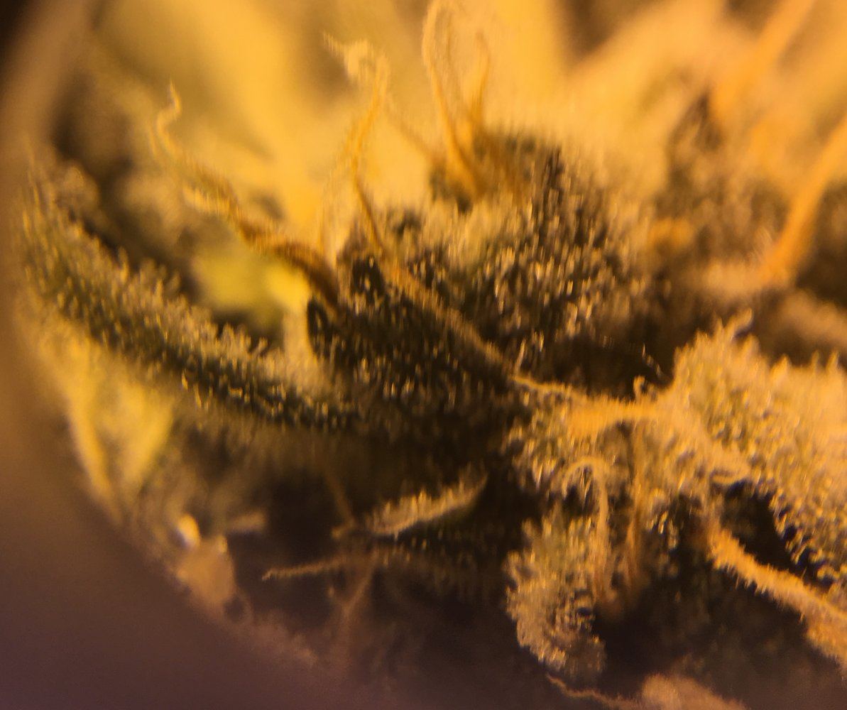 My trichomes they look ready 2