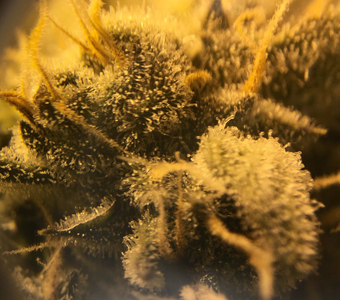 My trichomes they look ready 3