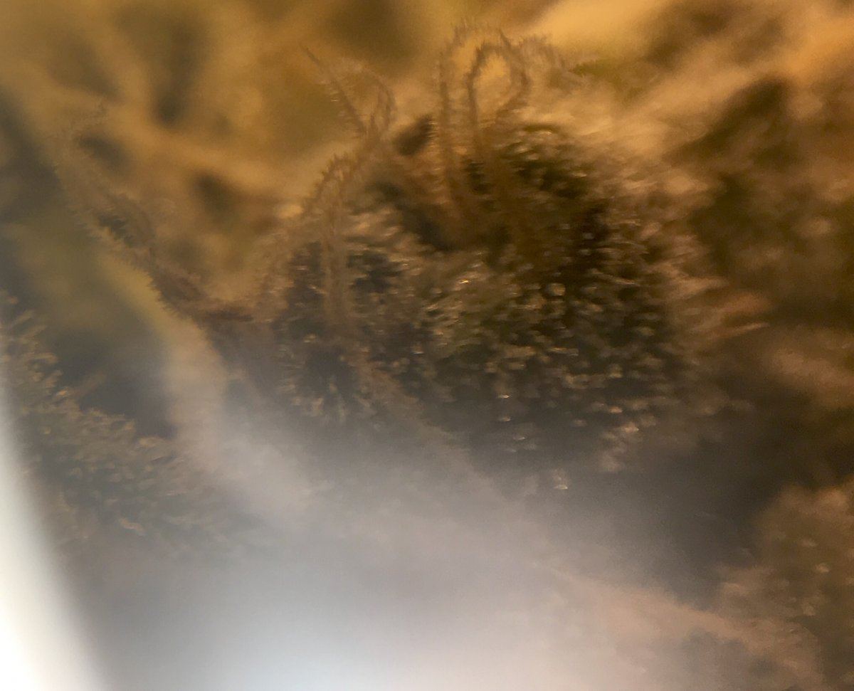 My trichomes they look ready 4