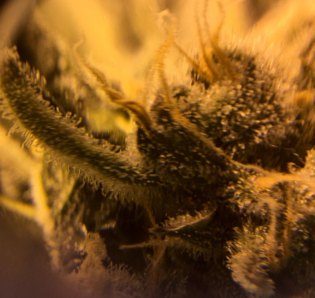 My trichomes they look ready