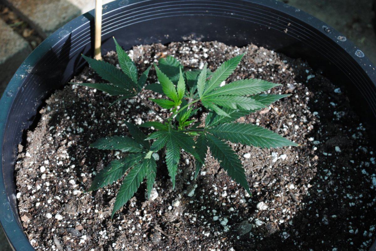 My very exciting first grow 2