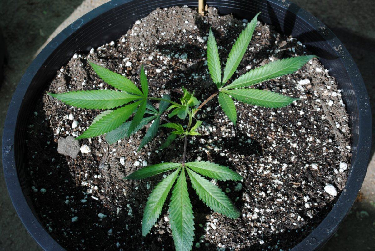 My very exciting first grow