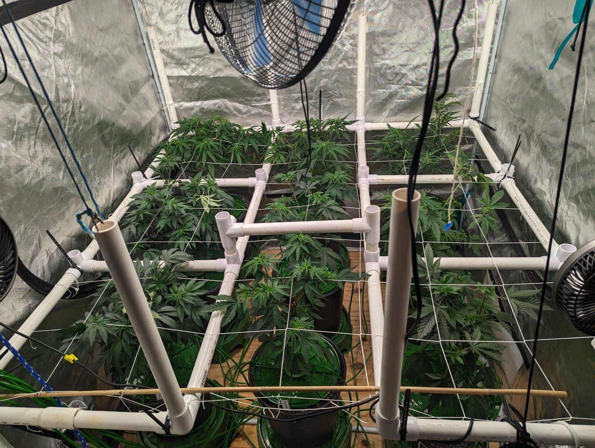 My weed growing operation in a hybrid soilpertlite system 3