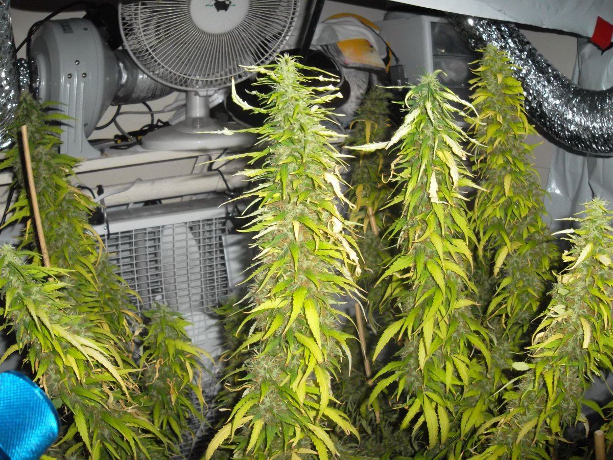 My willys gone sour 2