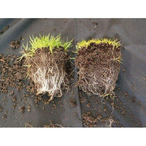 Mycorrhizal fungi 500x500