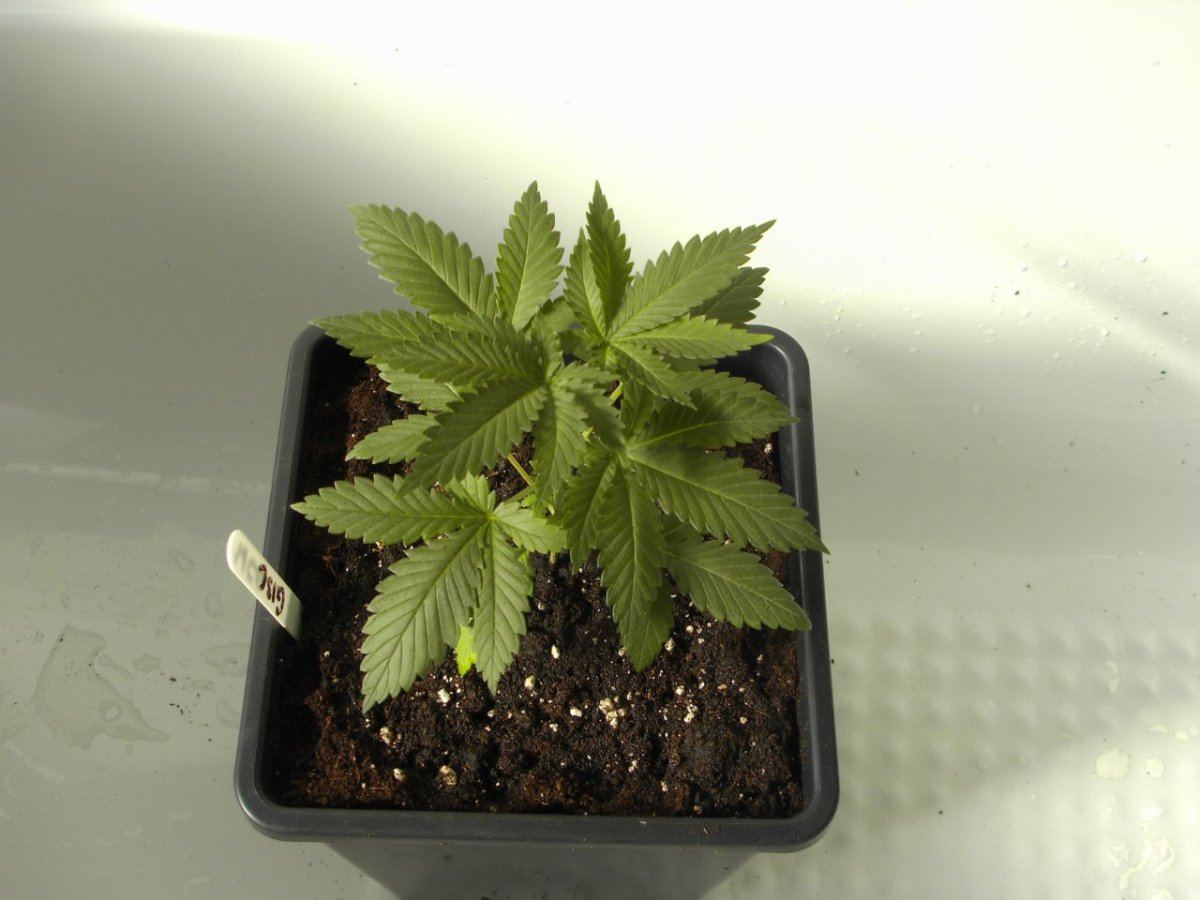 MYDC0438
