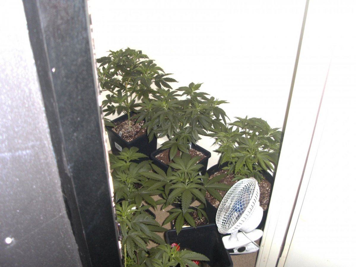 MYDC0438
