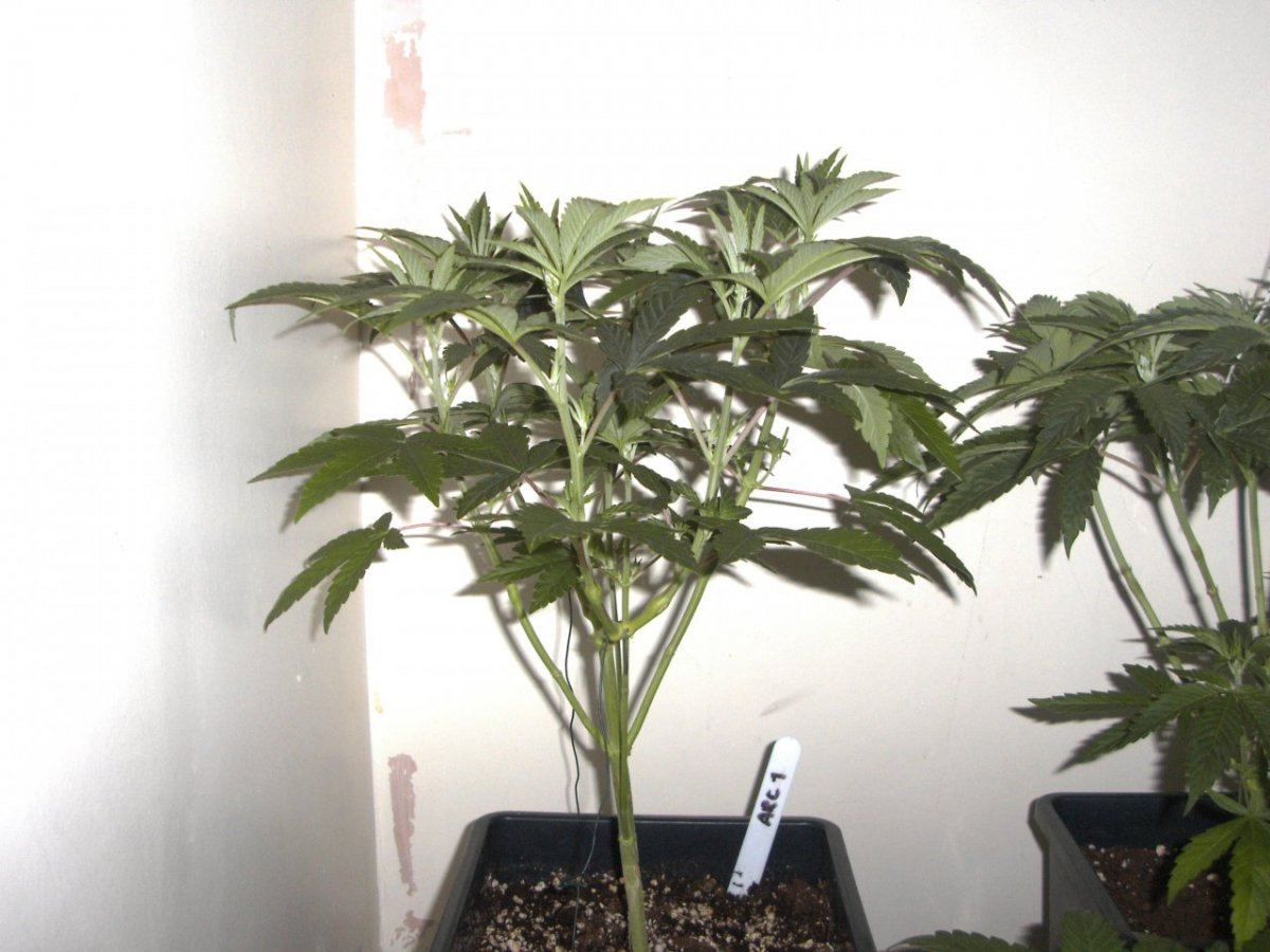 MYDC0460