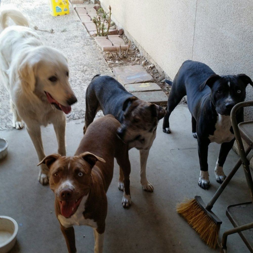Mydogs1025