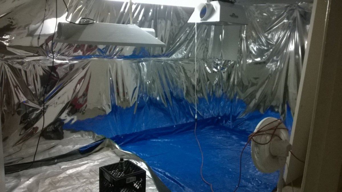Mylar room