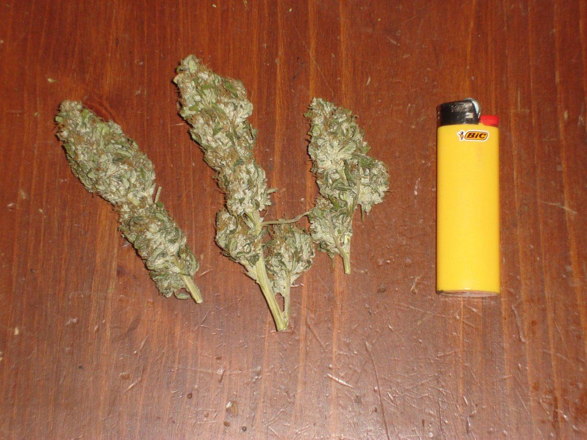 Mystery bud dried 2