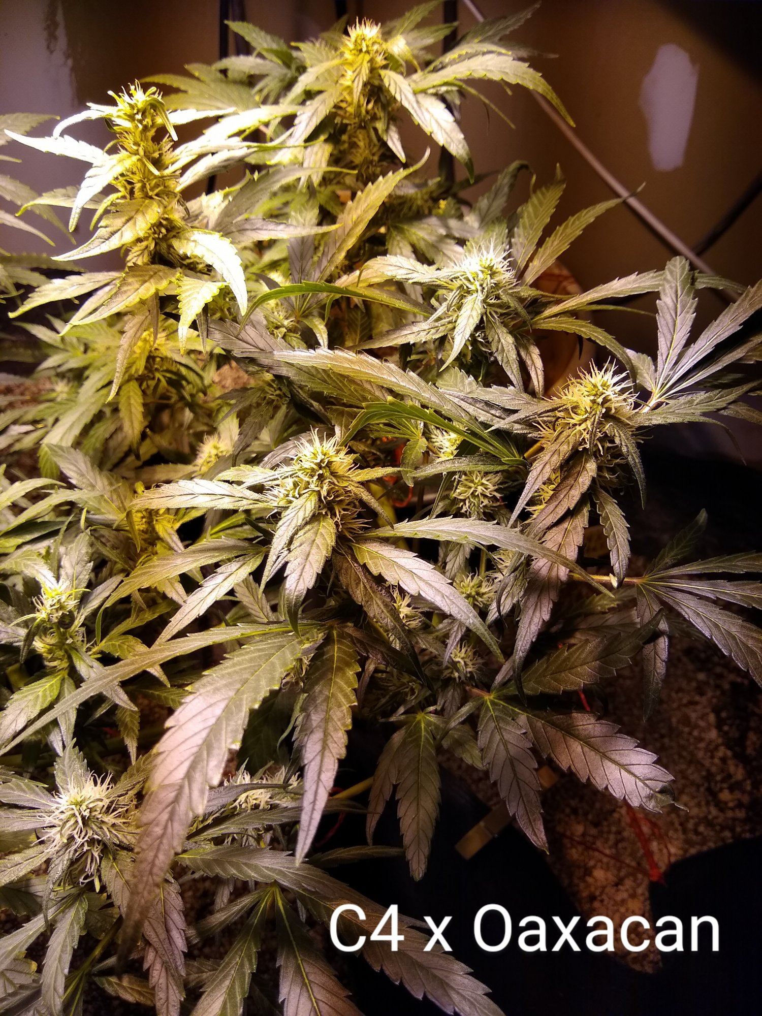 Mystery plants kinda help identify please 3