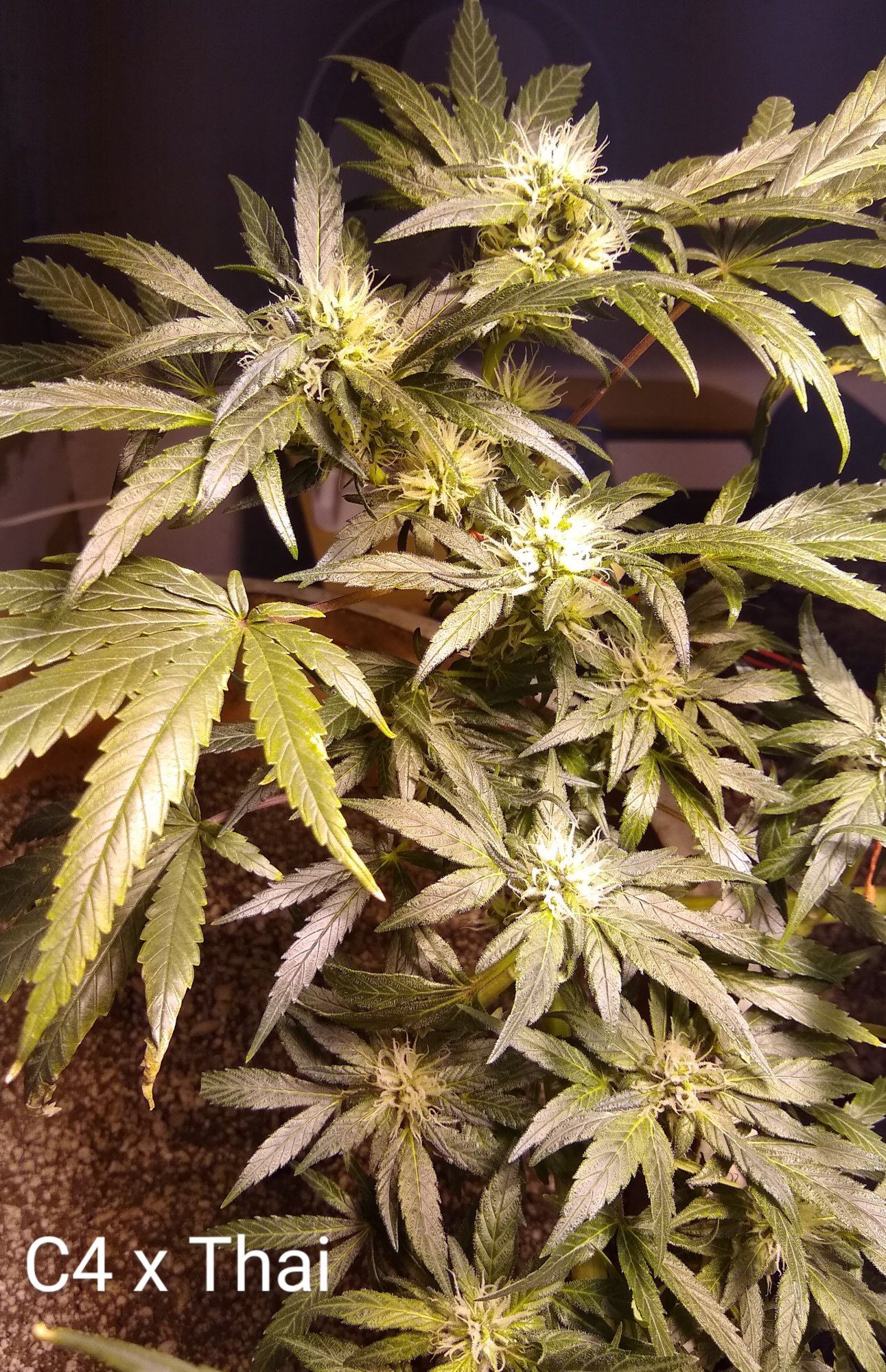 Mystery plants kinda help identify please 4