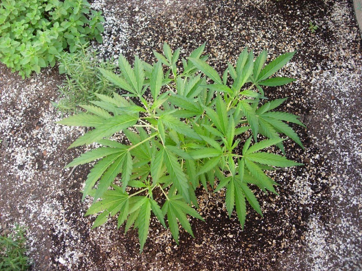 Mystery strain