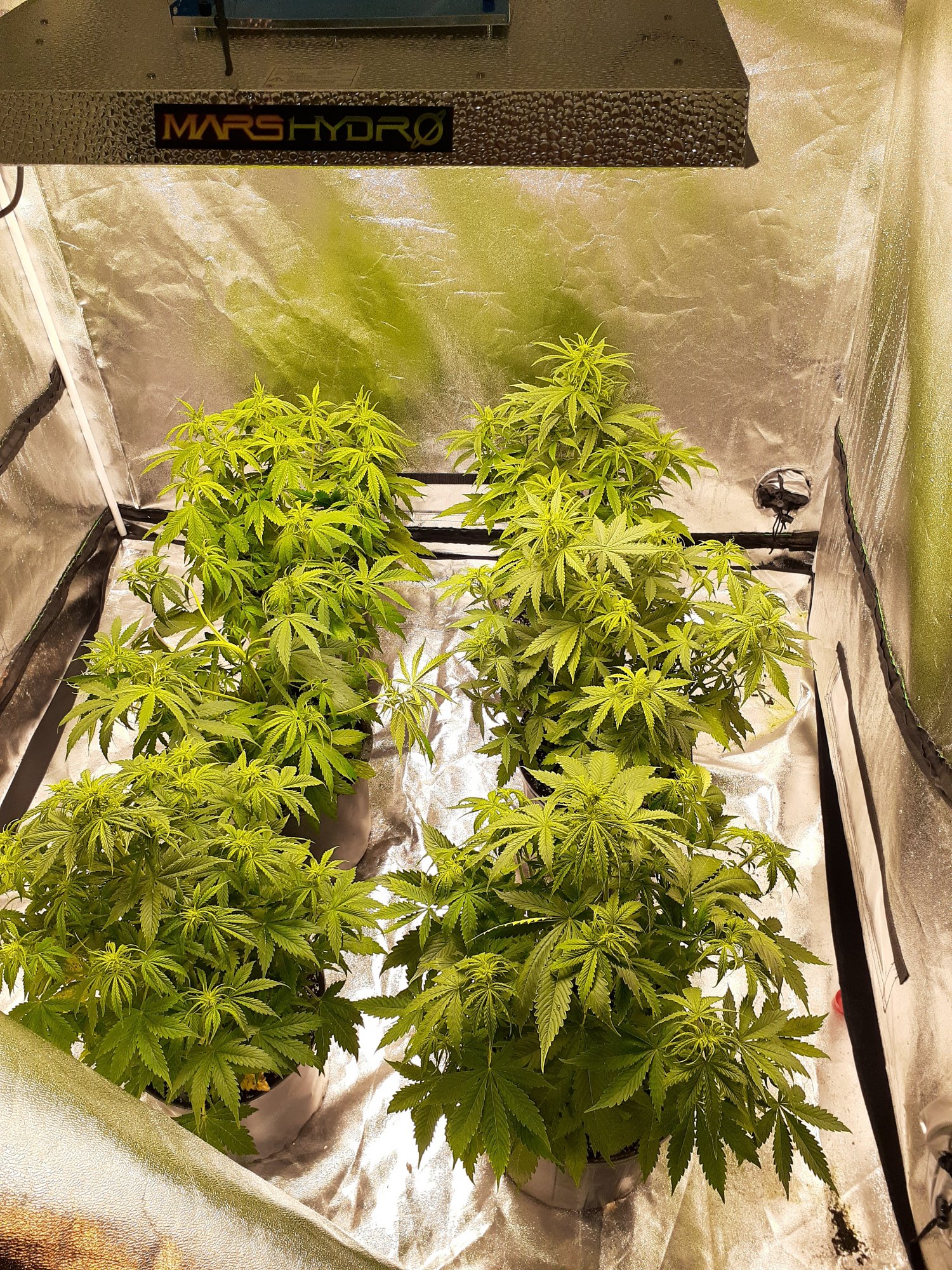 Mz 3 gal grow