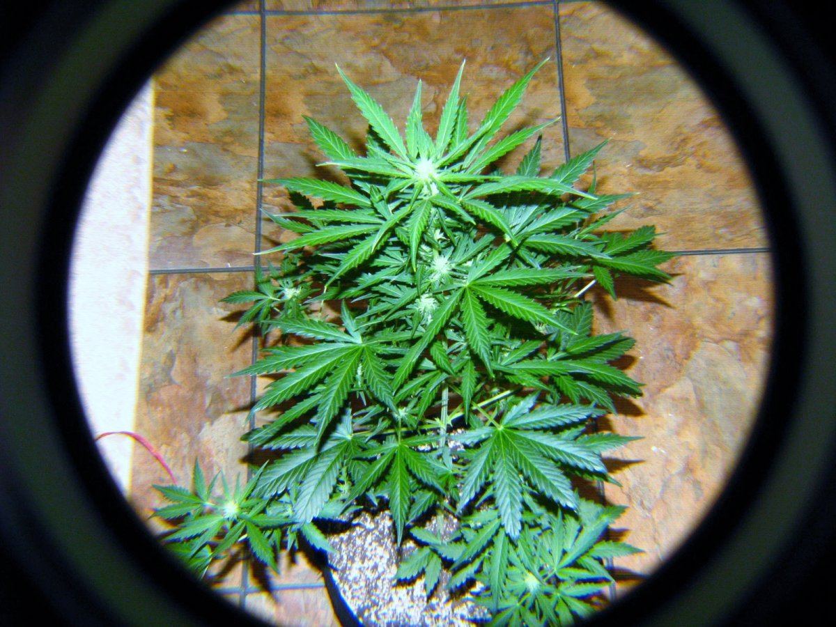 NL x B Bud